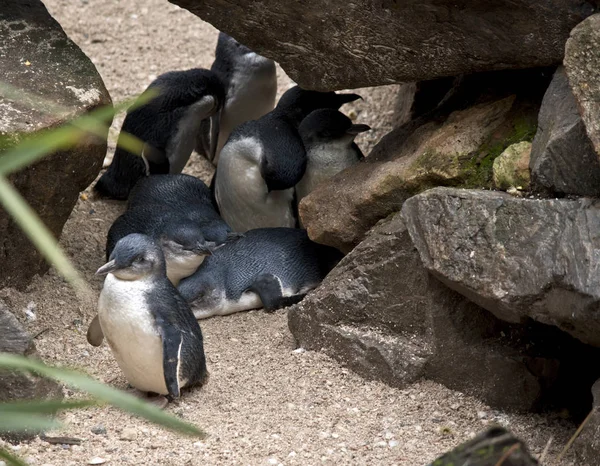 Eine Gruppe von Feenpinguinen — Stockfoto