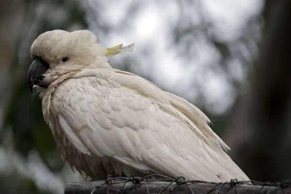 Questa è una vista laterale di un cacatua crestato di zolfo — Foto Stock