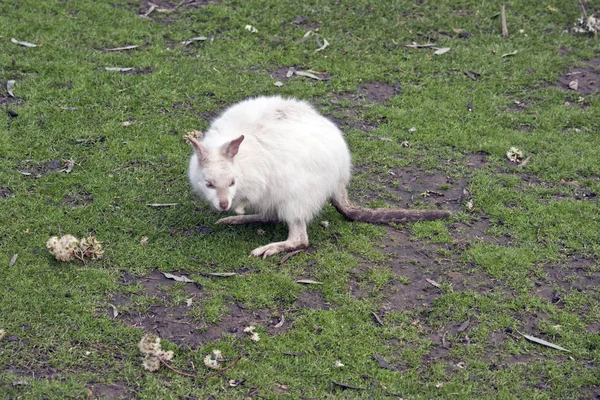 Sebuah wallaby tammar putih — Stok Foto
