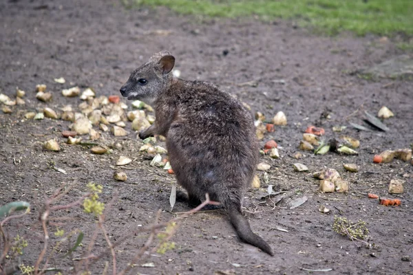 Tammar Wallaby äter — Stockfoto