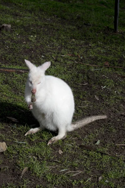 Bu bir albino kırmızı boyunlu wallaby olduğunu — Stok fotoğraf