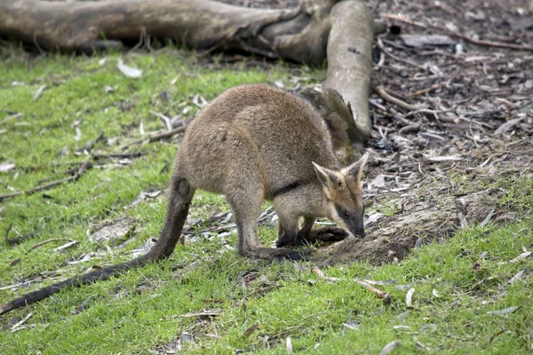 Swamp wallaby has a long tail — Stock Photo, Image