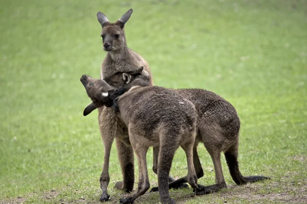 Three western grey male kangaroos — Stock Photo, Image