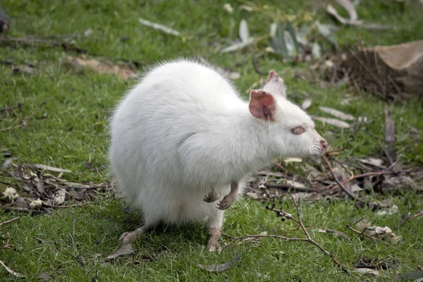 Um wallaby pescoço vermelho albino — Fotografia de Stock