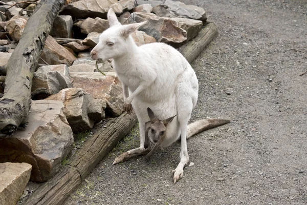 El canguro albino y joey — Foto de Stock