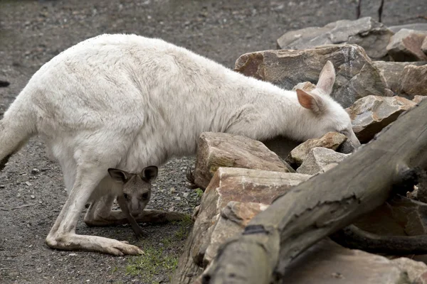 O canguru albino e um joey marrom — Fotografia de Stock