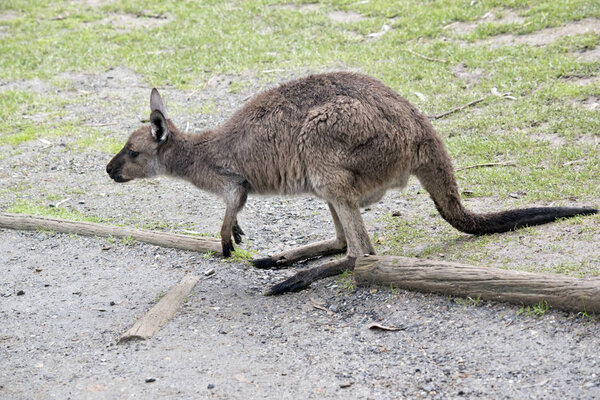 Это боковой вид западного серого кантри
