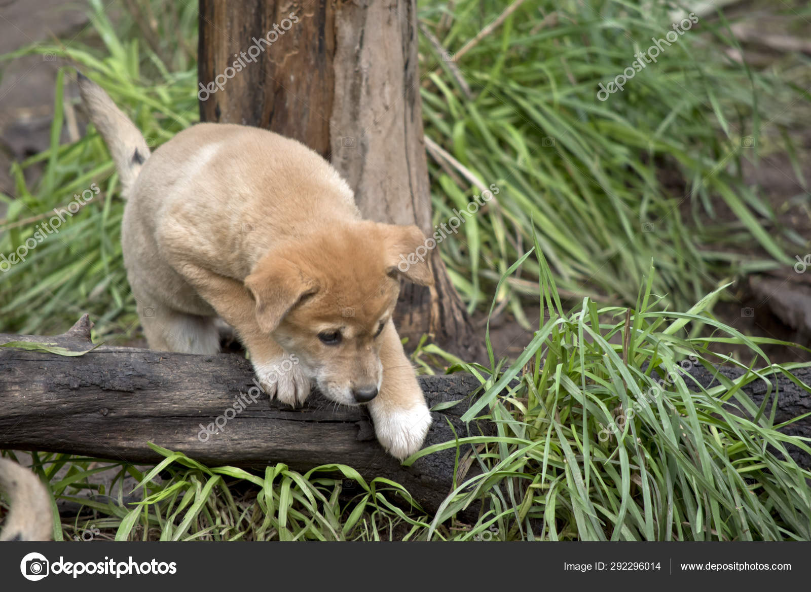 A week old dingo puppy — Stock Photo © ozflash #292296014