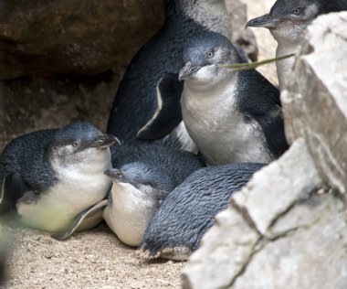 peri penguenler bir grup