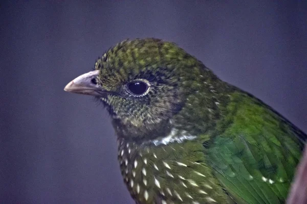 これは猫の鳥の側面図です — ストック写真