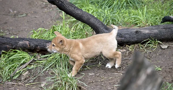 To jest widok z boku Złotego Dingo szczeniaka — Zdjęcie stockowe