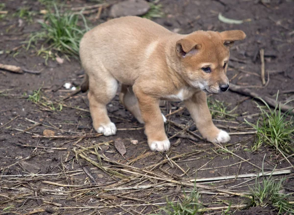 6 tydzień stary szczeniak Dingo — Zdjęcie stockowe