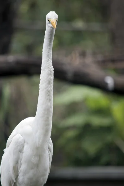 C'est une vue de côté d'une grande aigrette — Photo