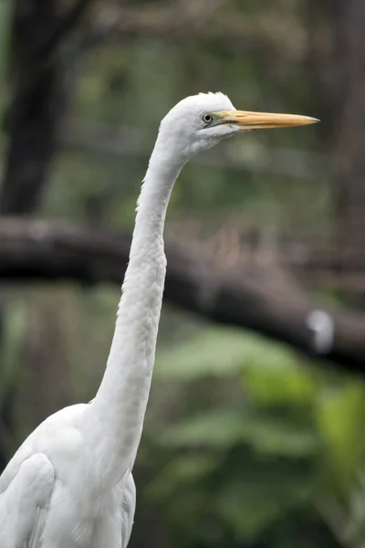 Ini adalah pemandangan samping dari seorang egret besar — Stok Foto