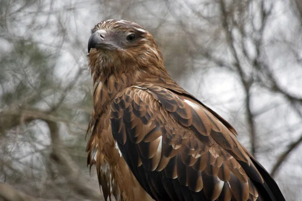 Dit is een close up van een Zwarte Wouw — Stockfoto