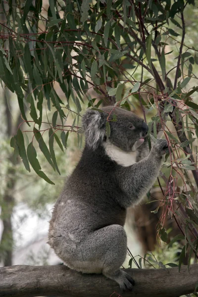 Eine Seitenansicht eines Koalas — Stockfoto