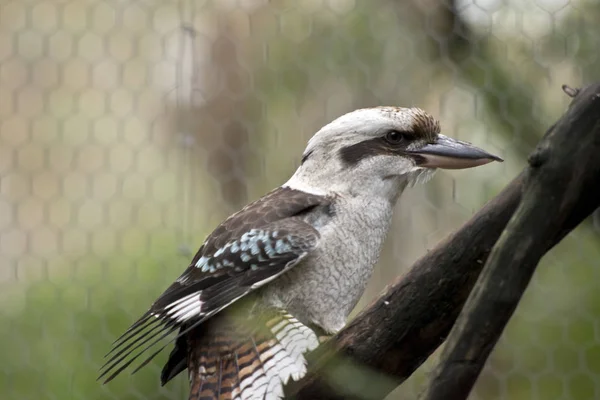 Detta är en sidovy av en skrattande kookaburra — Stockfoto