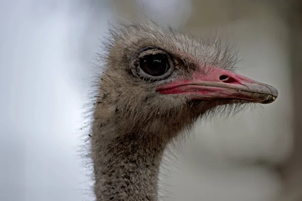 Tohle je zblízka pštrosa. — Stock fotografie