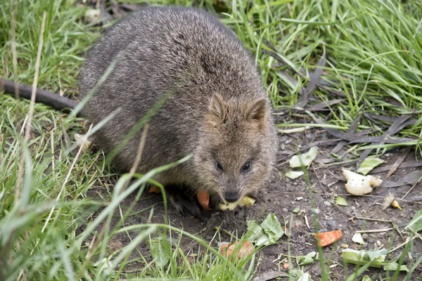 Quokkas se nachází na ostrově Rottnest — Stock fotografie