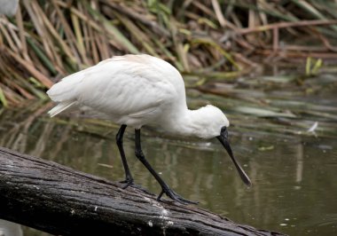 Bu, kraliyet kaşığının yan görünüşü.