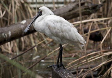 Bu, kraliyet kaşığının yan görünüşü.