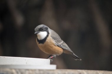 bir rufous ıslık besleme