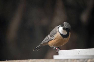 bir rufous ıslık besleme