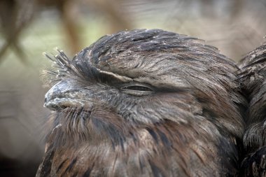 Bu bir sarımsı kahverengi Paszczaki yan görünümüdür