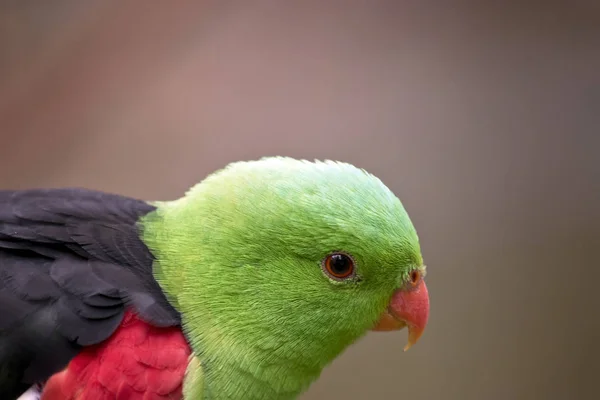 Esta es una vista lateral de un loros alados rojos —  Fotos de Stock