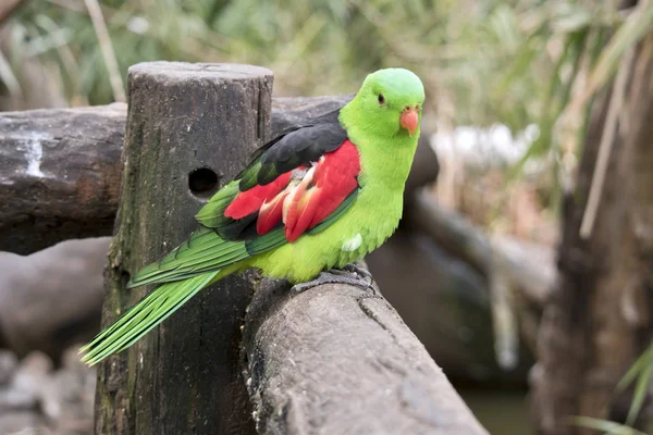 kırmızı kanatlı papağan bir çit üzerinde