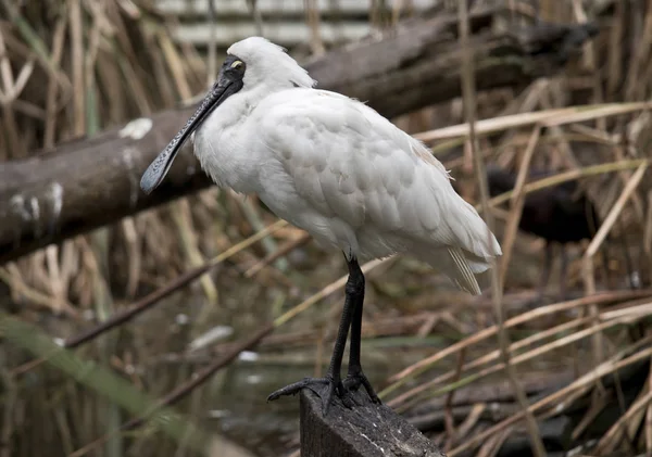 Bu, kraliyet kaşığının yan görünüşü.