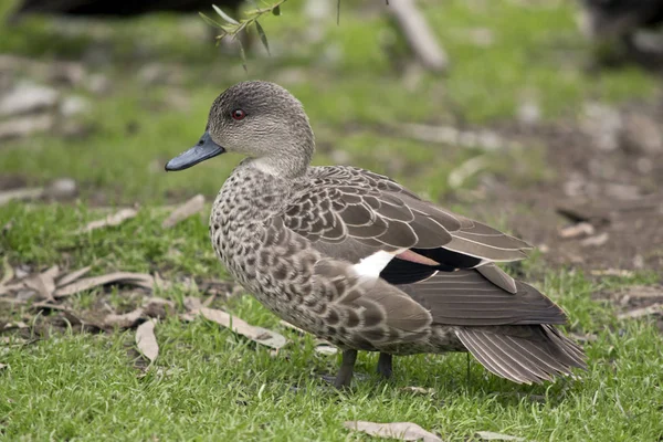 This is a side view of a teal duck — Stock Photo, Image