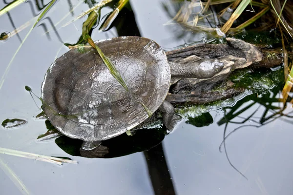 A tartaruga está descansando na borda da água — Fotografia de Stock