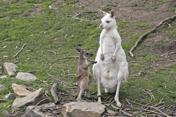 Um albino ocidental canguru com seu marrom joey — Fotografia de Stock