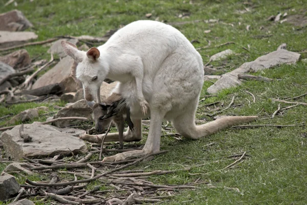 Um albino ocidental canguru com seu marrom joey — Fotografia de Stock