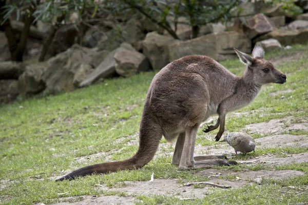 Це вид збоку на західний кенгуру — стокове фото