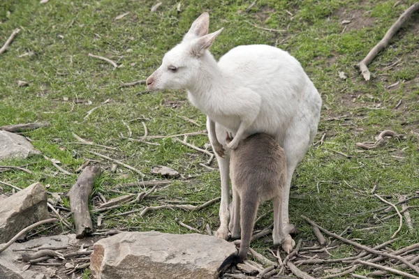 Een albino Western Kangaroo met haar bruine Joey — Stockfoto