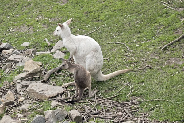 Een albino Western Kangaroo met haar bruine Joey — Stockfoto