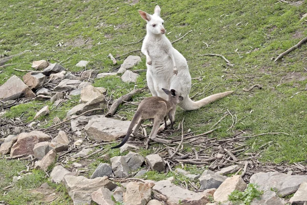 Onu kahverengi joey ile bir albino batı kanguru — Stok fotoğraf