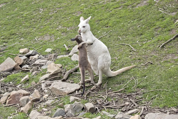 Un canguro albino occidental con su joey marrón — Foto de Stock