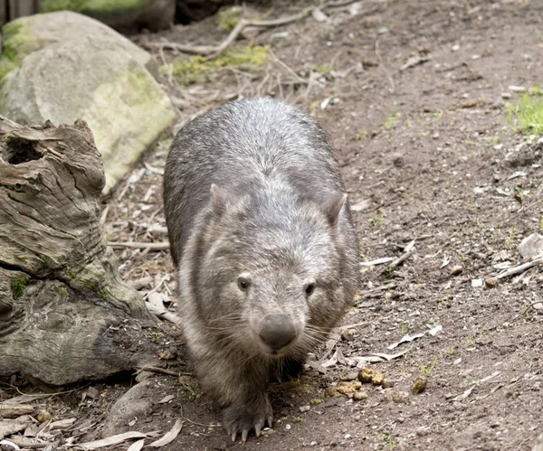 Un wombat commun — Photo