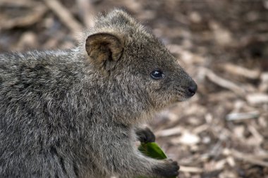 bir quokka yakın bu