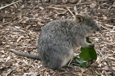bir quokka yakın bu