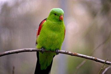 kırmızı kanatlı papağan