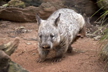 kumda kıllı burunlu wombat
