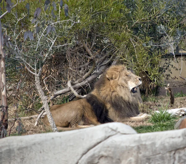 Esta es una vista lateral de un león — Foto de Stock