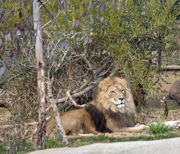 Lev má hřívu kolem krku — Stock fotografie