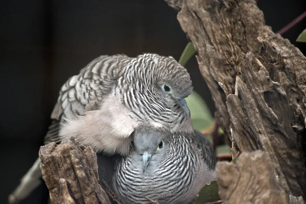 Два мирних голуби, що розділяють гніздо — стокове фото