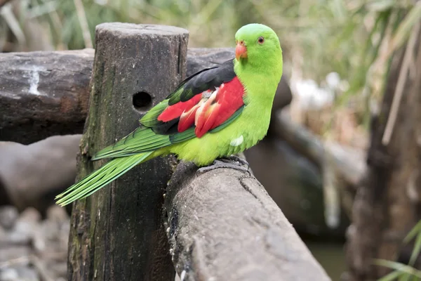 The red winged parrot is on a fence — Stock Photo, Image