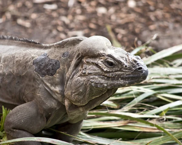 Questo è un primo piano di un iguana rinoceronte — Foto Stock
